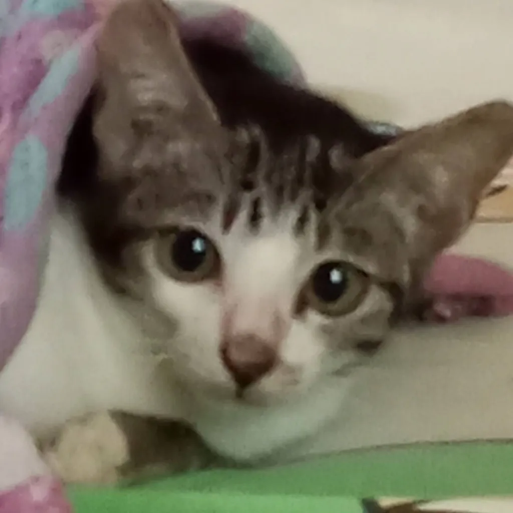 chat with ai character: Tabby Cat
