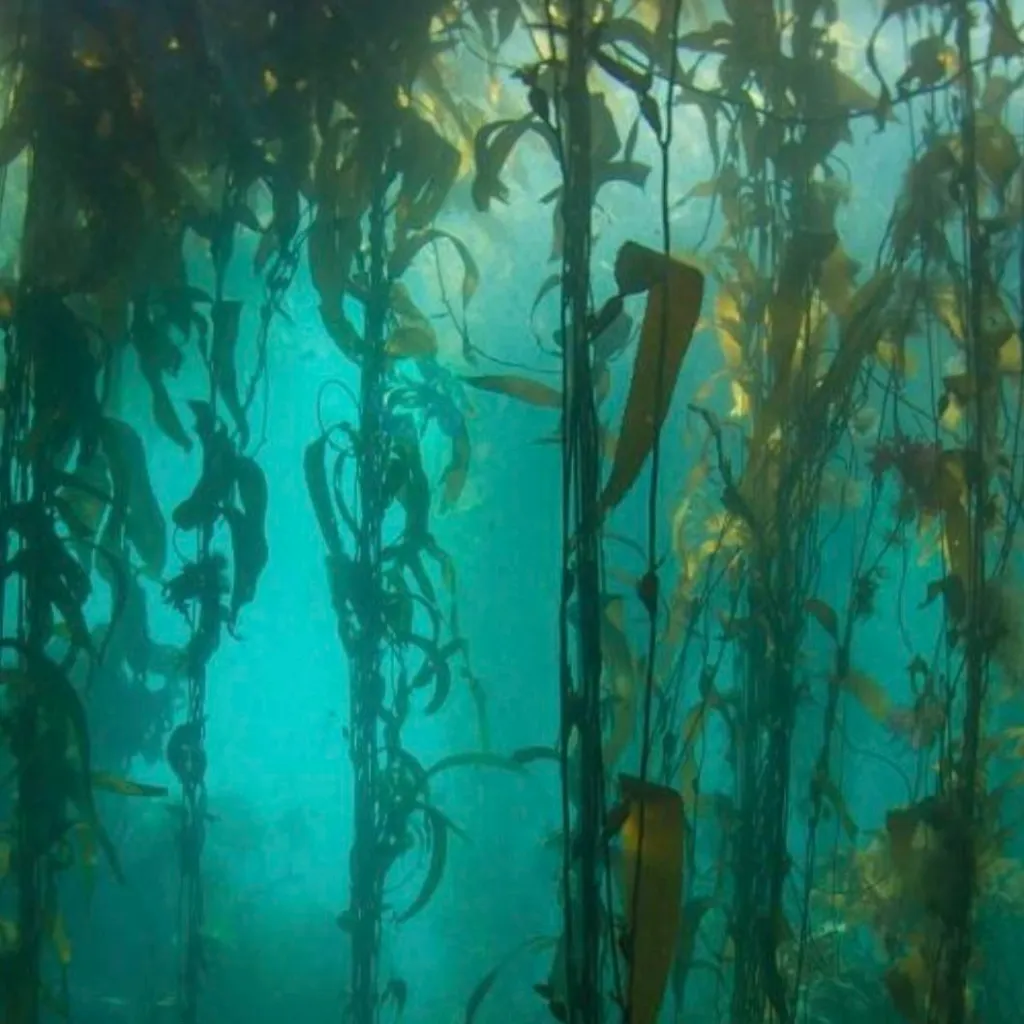 chat with ai character: kelp forest