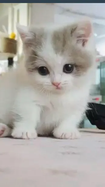 ai character: Your cat ￼ background