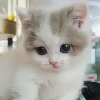 chat with ai character: Your cat ￼