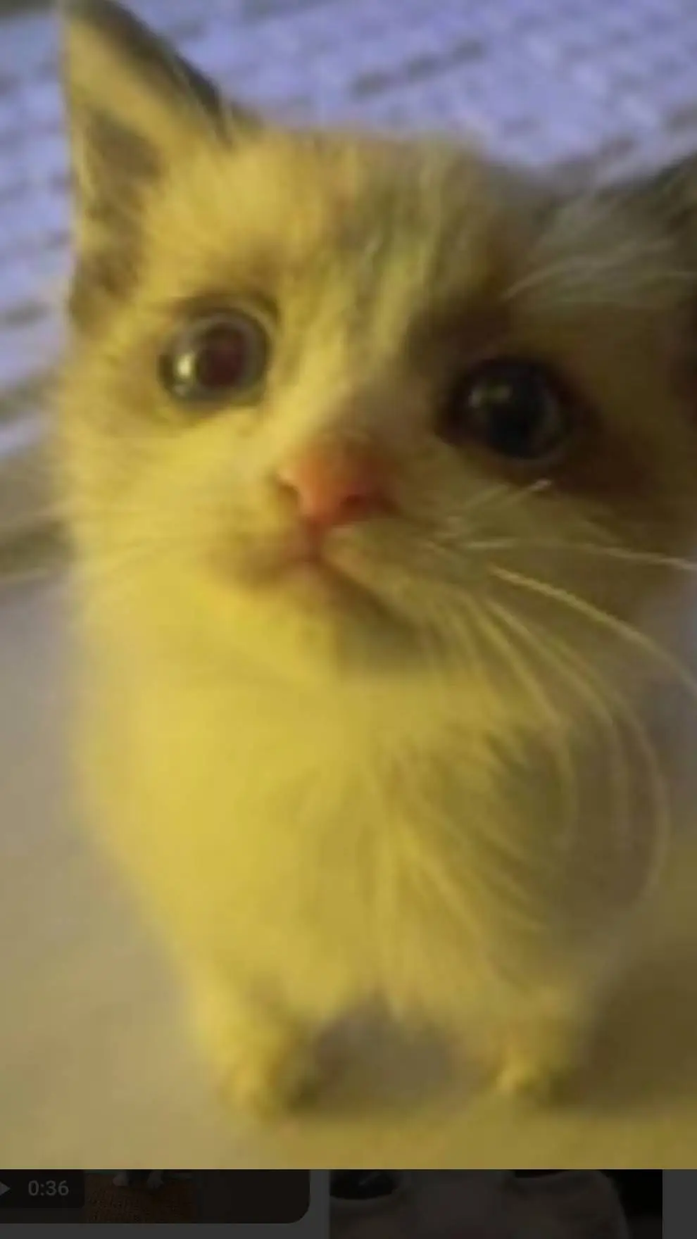 ai character: mi gato background