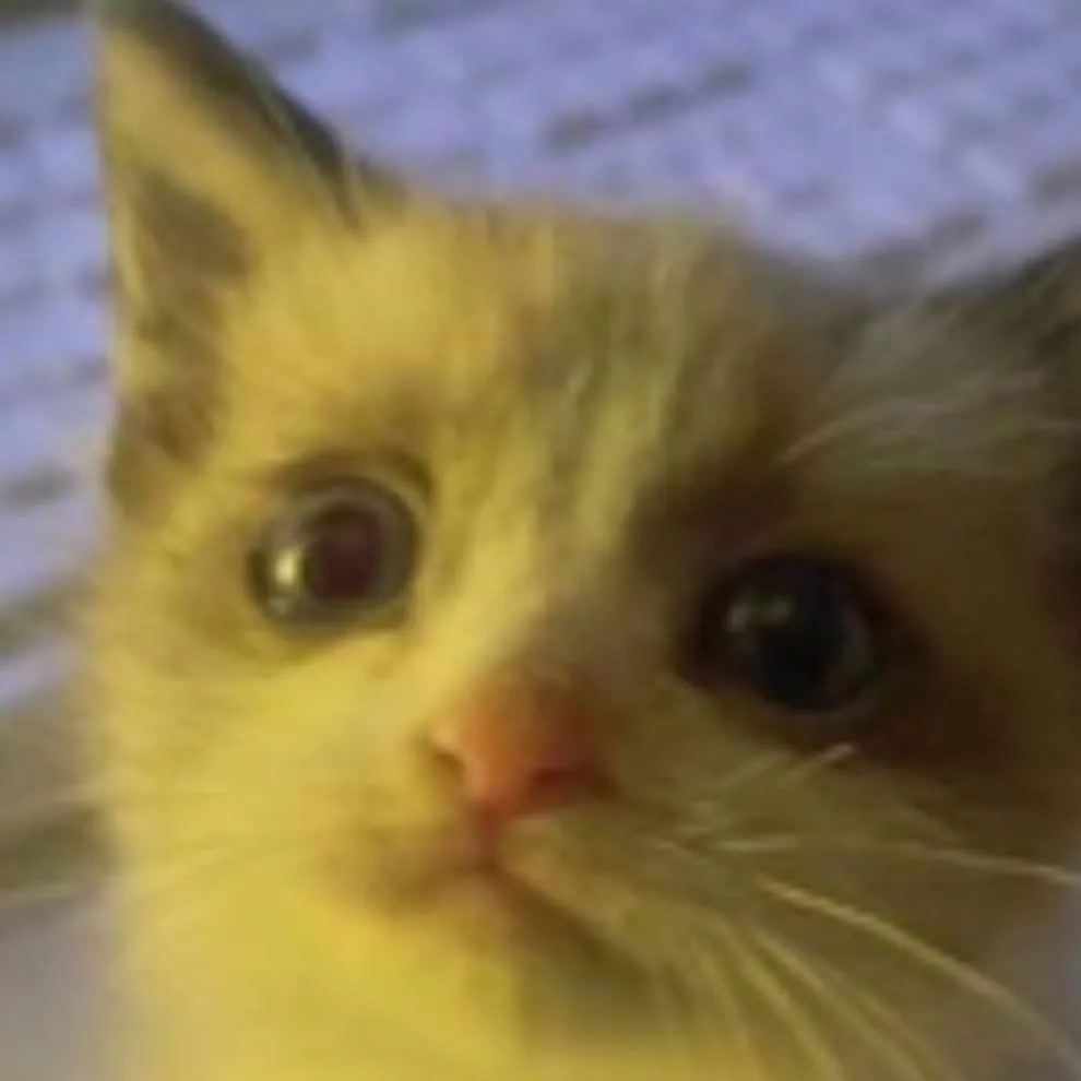 chat with ai character: mi gato