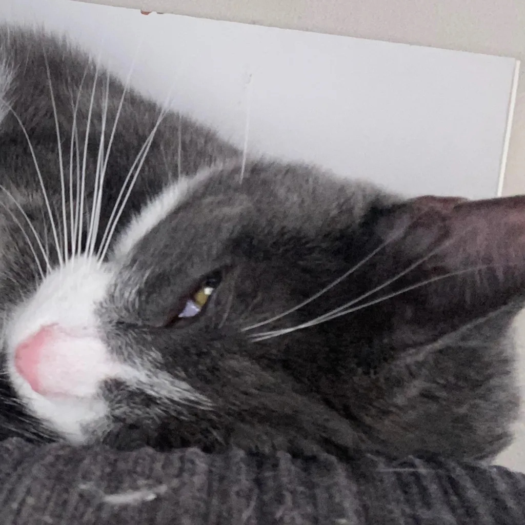 chat with ai character: Smokey