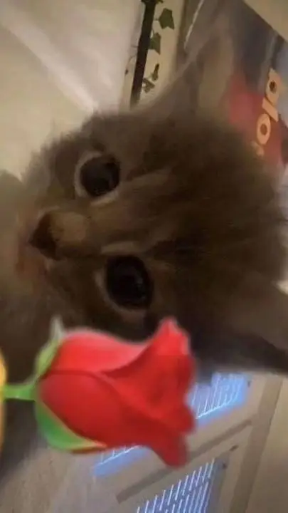 ai character: 😺Gato con flor🌹 background