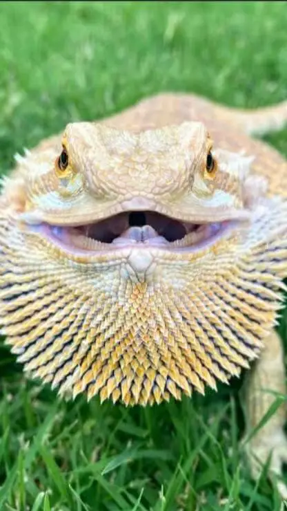 ai character: pet bearded dragon background