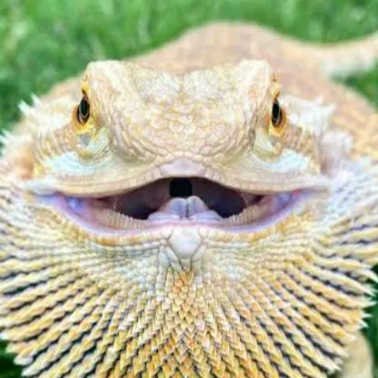 chat with ai character: pet bearded dragon