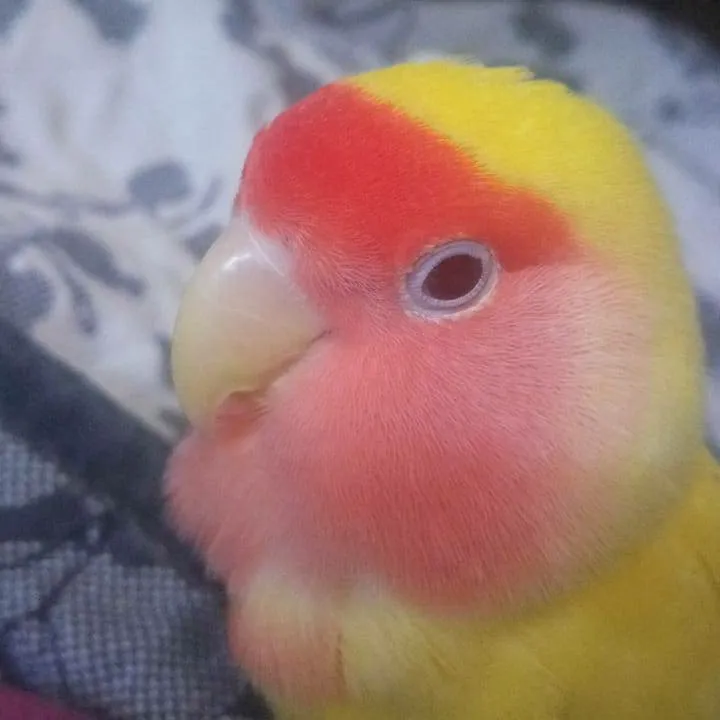 chat with ai character: sunny