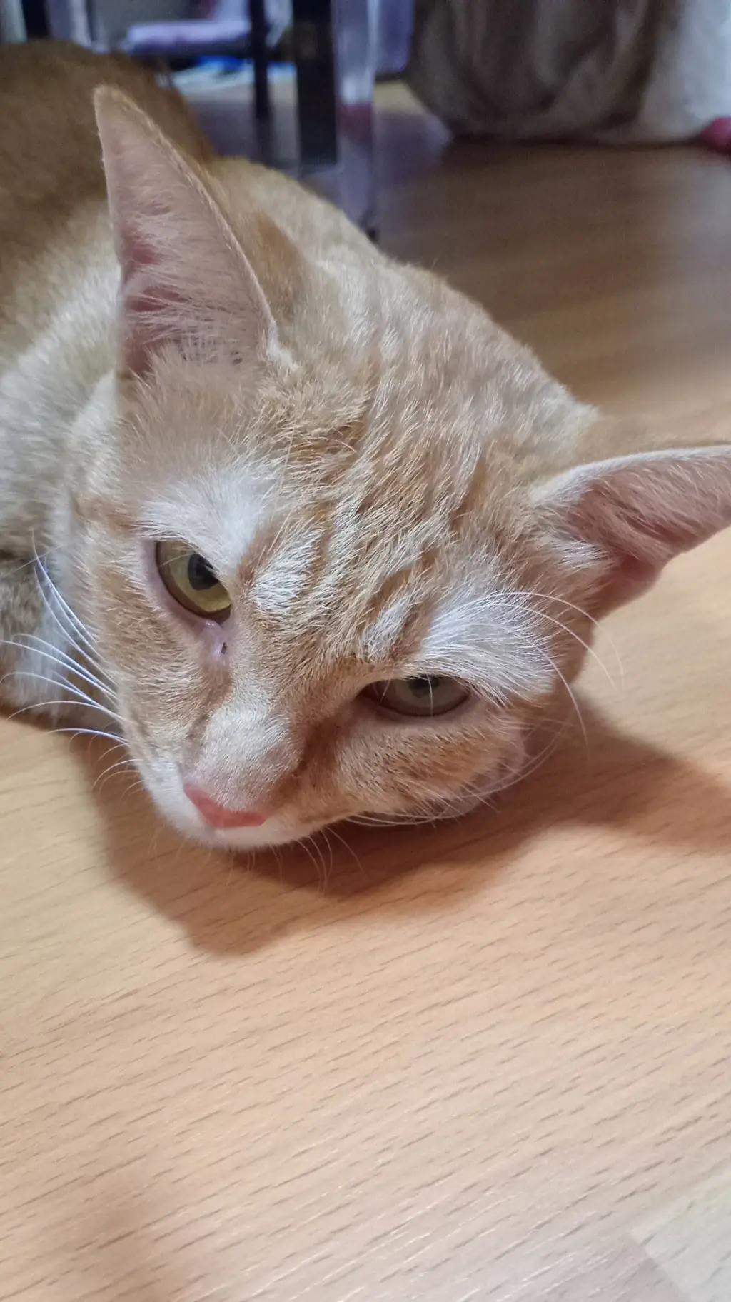ai character: sleepy cat background