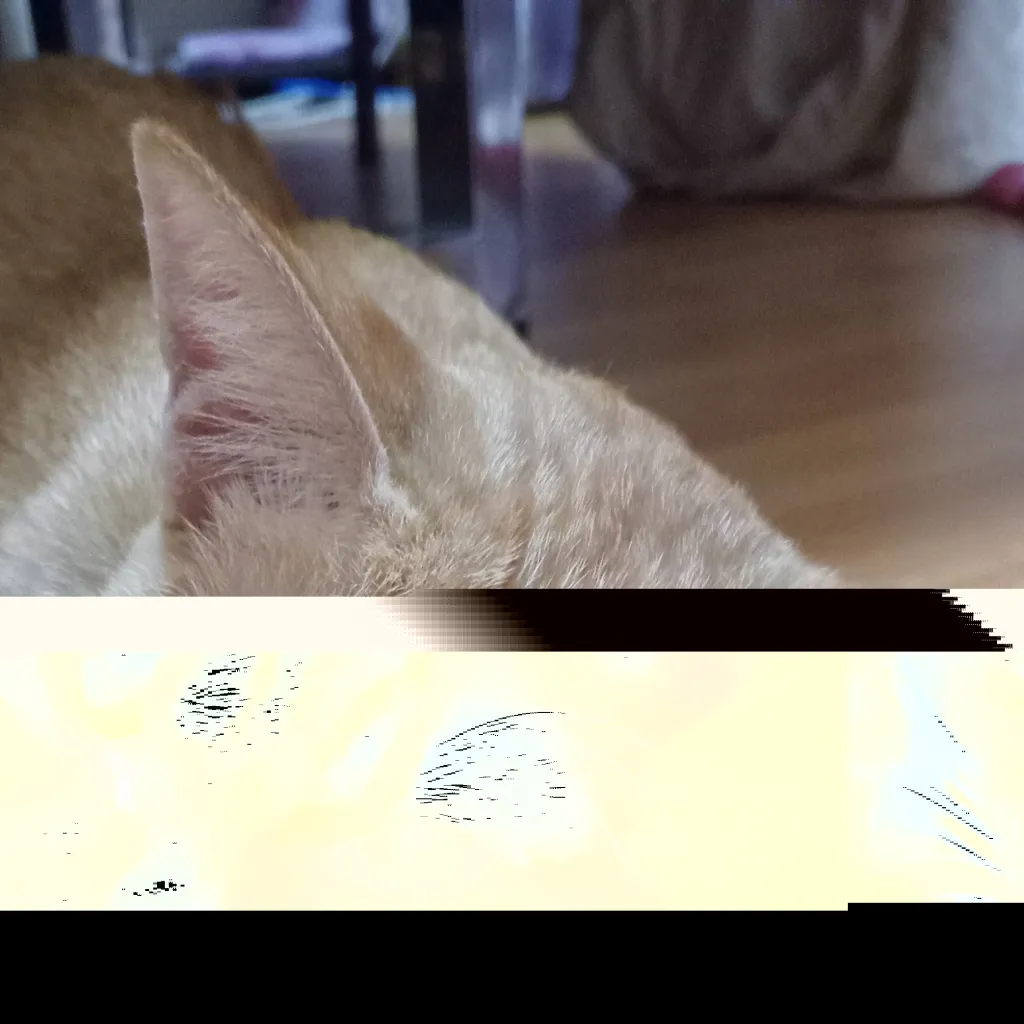chat with ai character: sleepy cat