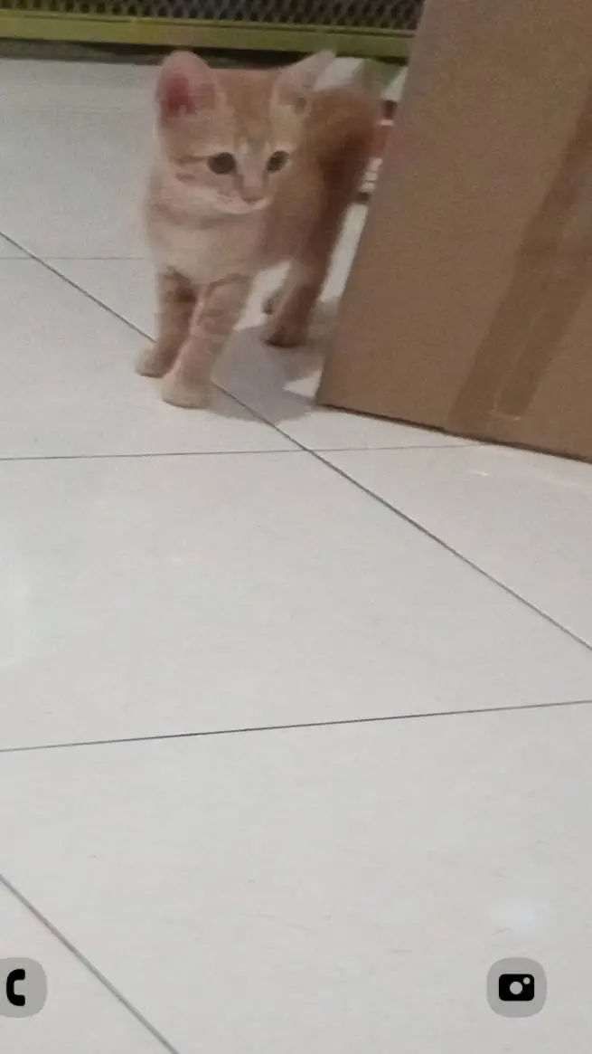 ai character: box cat background