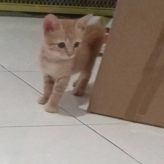chat with ai character: box cat