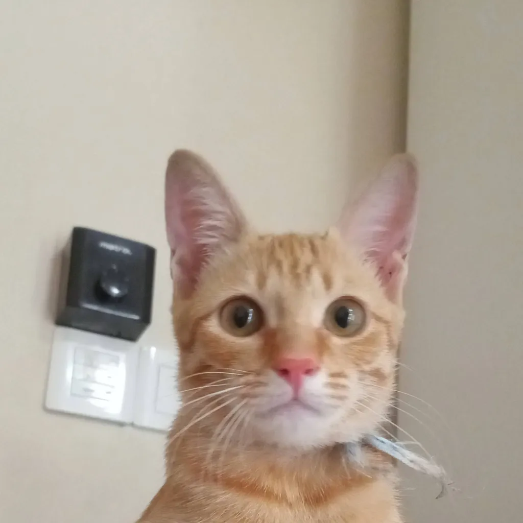 chat with ai character: make up cat