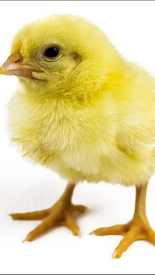 ai character: UN POLLO- background