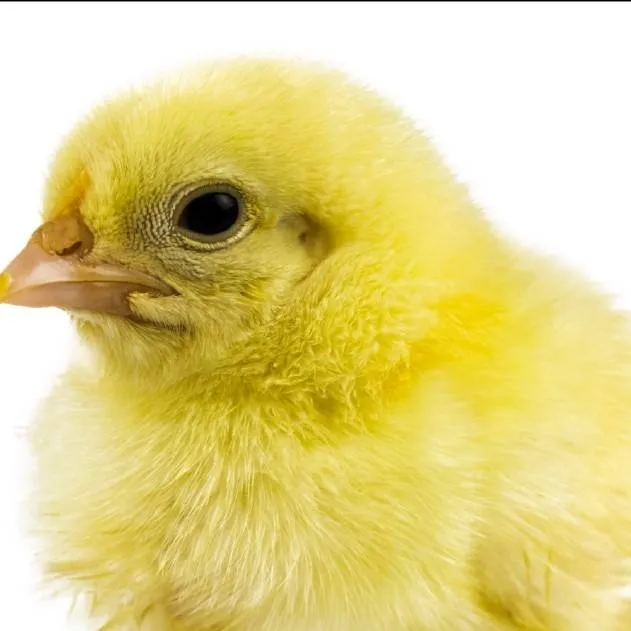 chat with ai character: UN POLLO-
