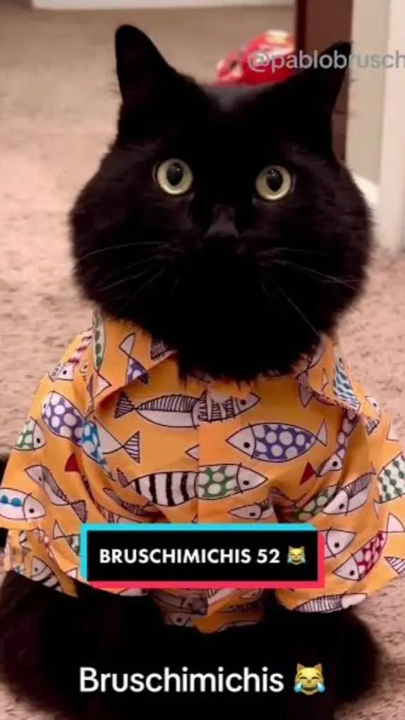 ai character: Bruschimichis  background