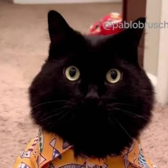 chat with ai character: Bruschimichis 