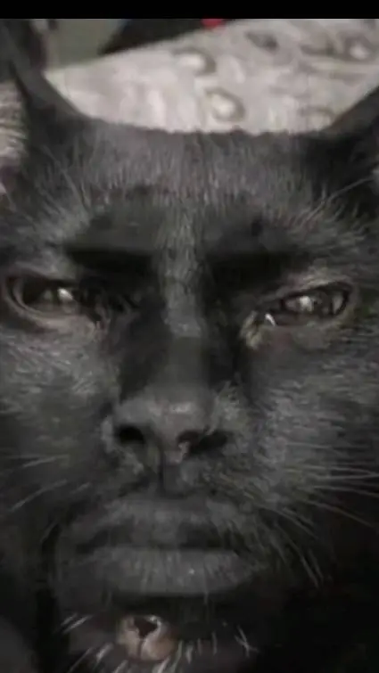 ai character: Un gato  background