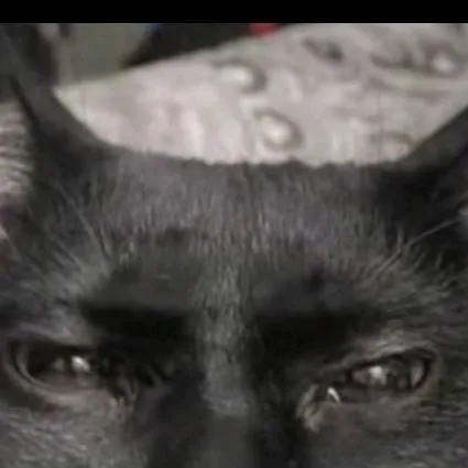 chat with ai character: Un gato 
