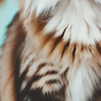 chat with ai character: Chatty cat
