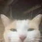 chat with ai character: tax time meme