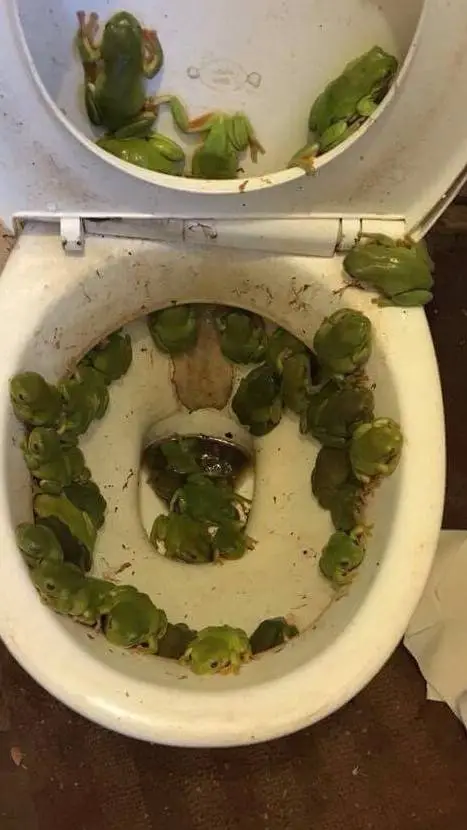 ai character: frog toilet background