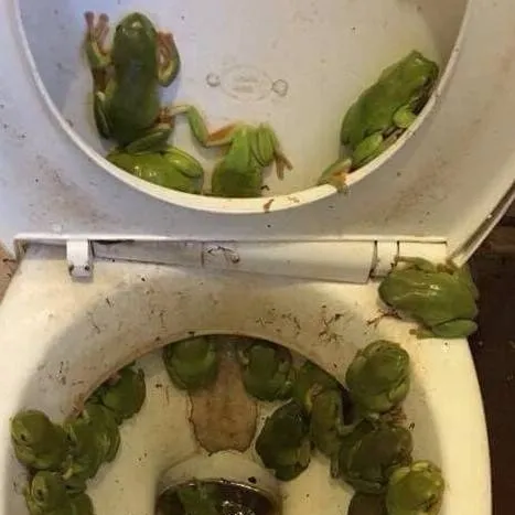 chat with ai character: frog toilet