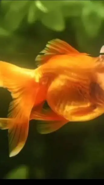 ai character: trullimero trulli  background