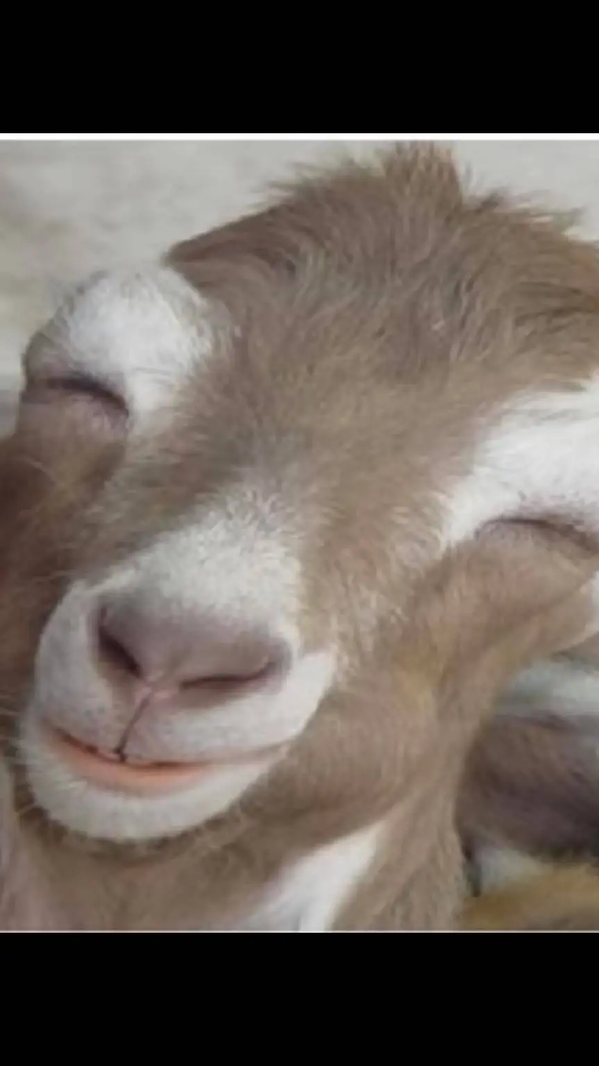 ai character: Mr baa background