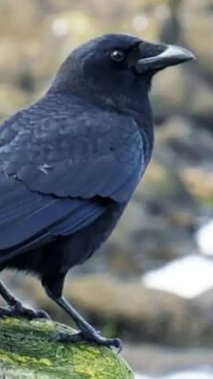 ai character: jjk dragon  background