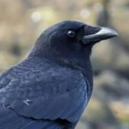 chat with ai character: jjk dragon 