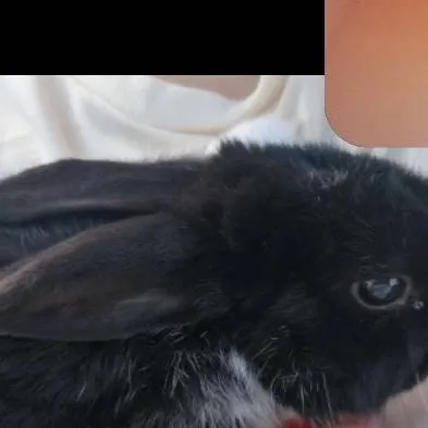 chat with ai character: petit lapin♡