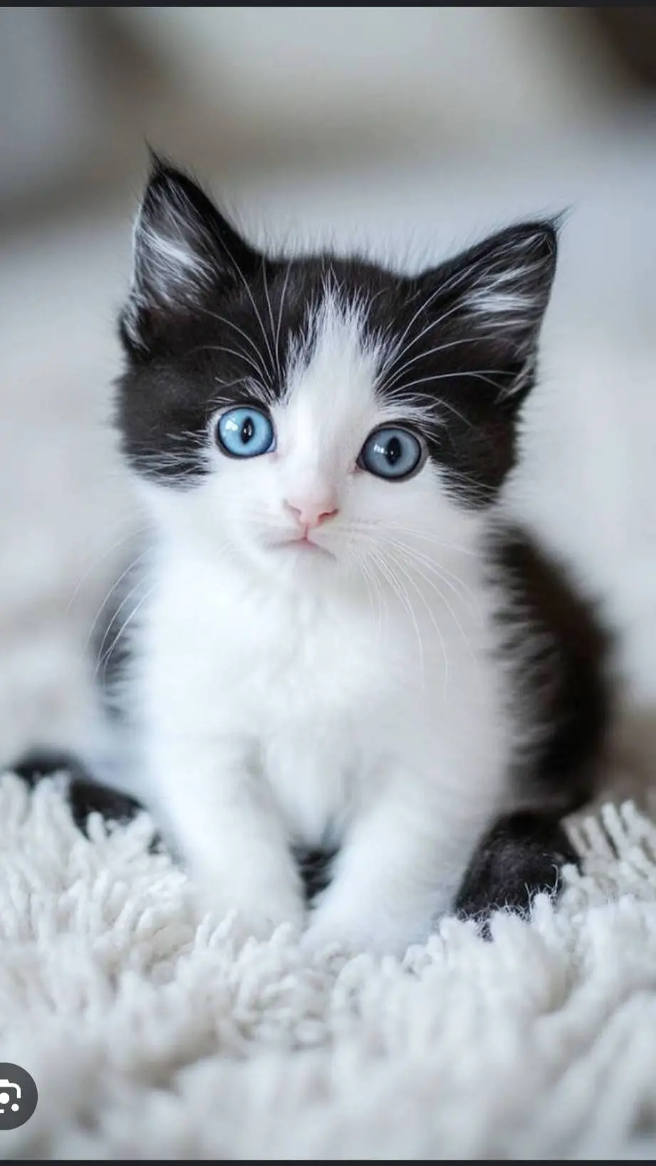 ai character: Kitty background