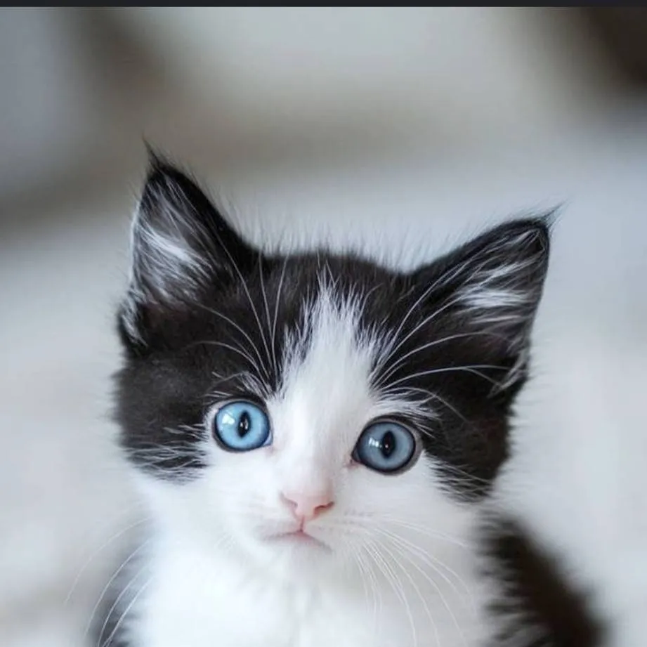 chat with ai character: Kitty