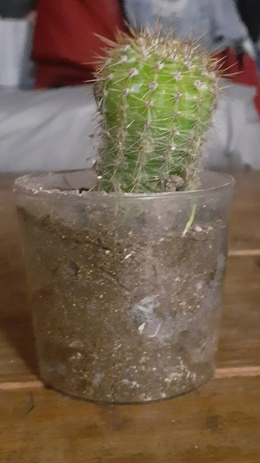 ai character: Mr. Cactus background