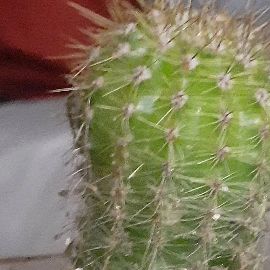 chat with ai character: Mr. Cactus