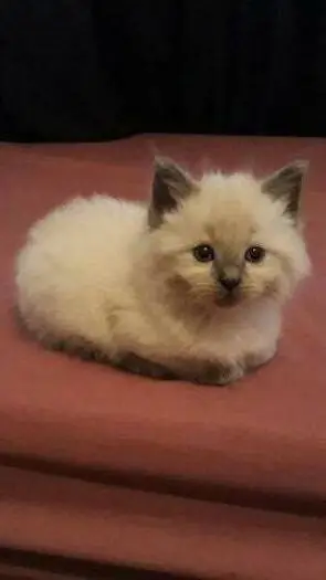 ai character: kitty cat background