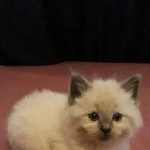 chat with ai character: kitty cat