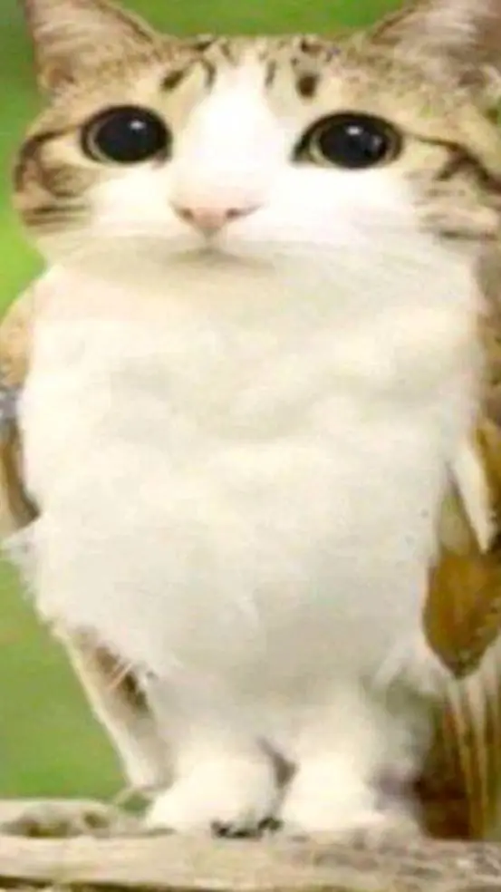 ai character: Meowl background