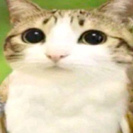 chat with ai character: Meowl