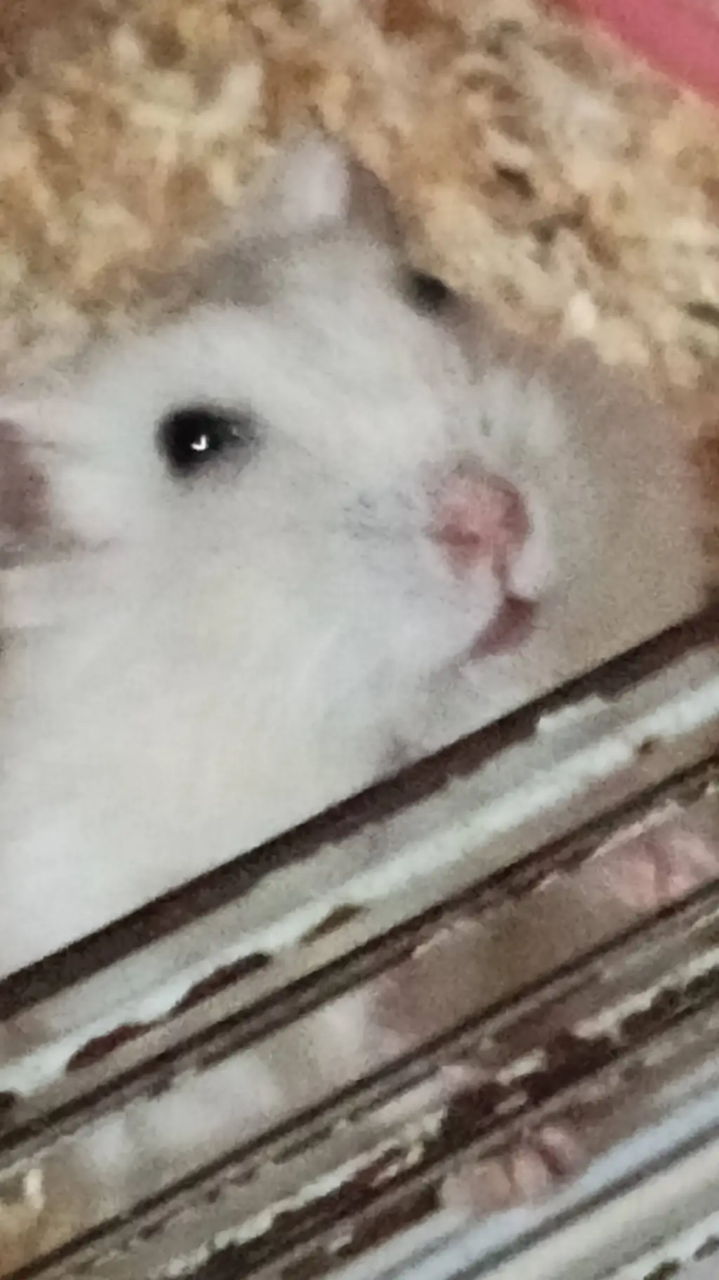 ai character: janna background