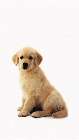 ai character: Doggy background