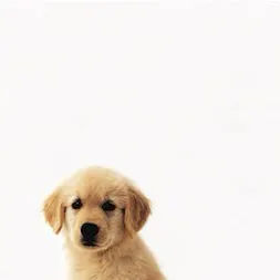 chat with ai character: Doggy