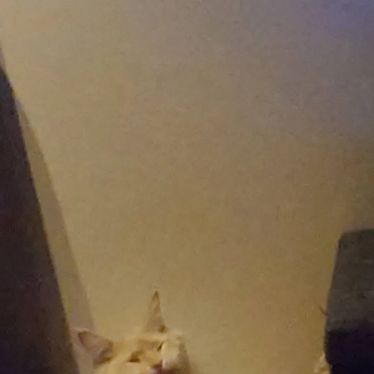 chat with ai character: shrimp 