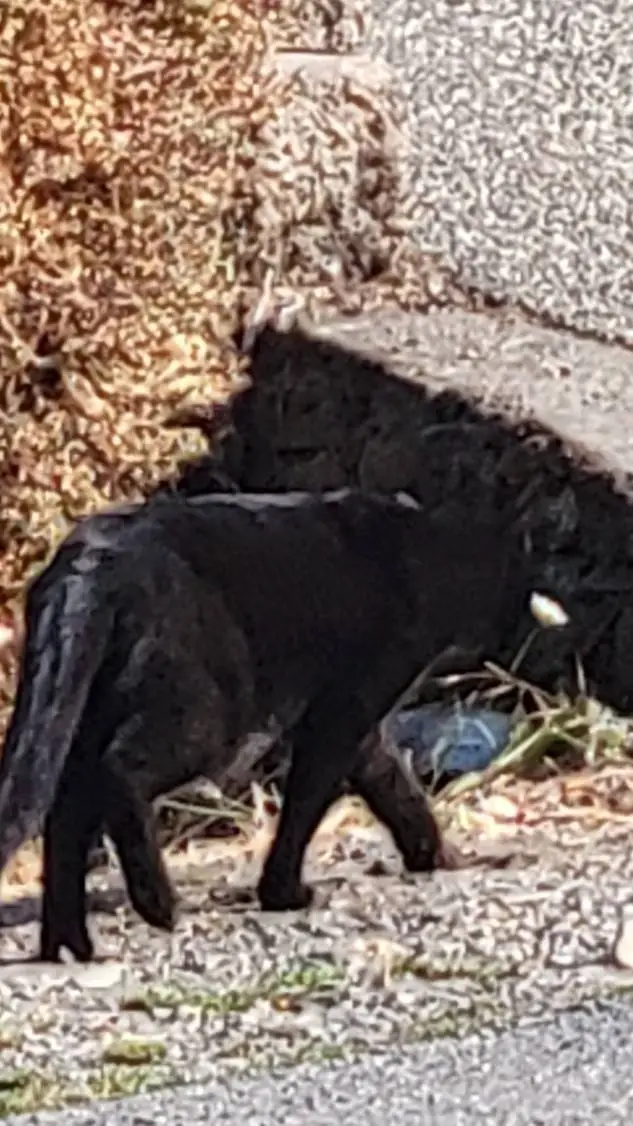 ai character: girl in boy dorm background