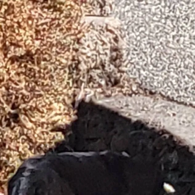 chat with ai character: girl in boy dorm