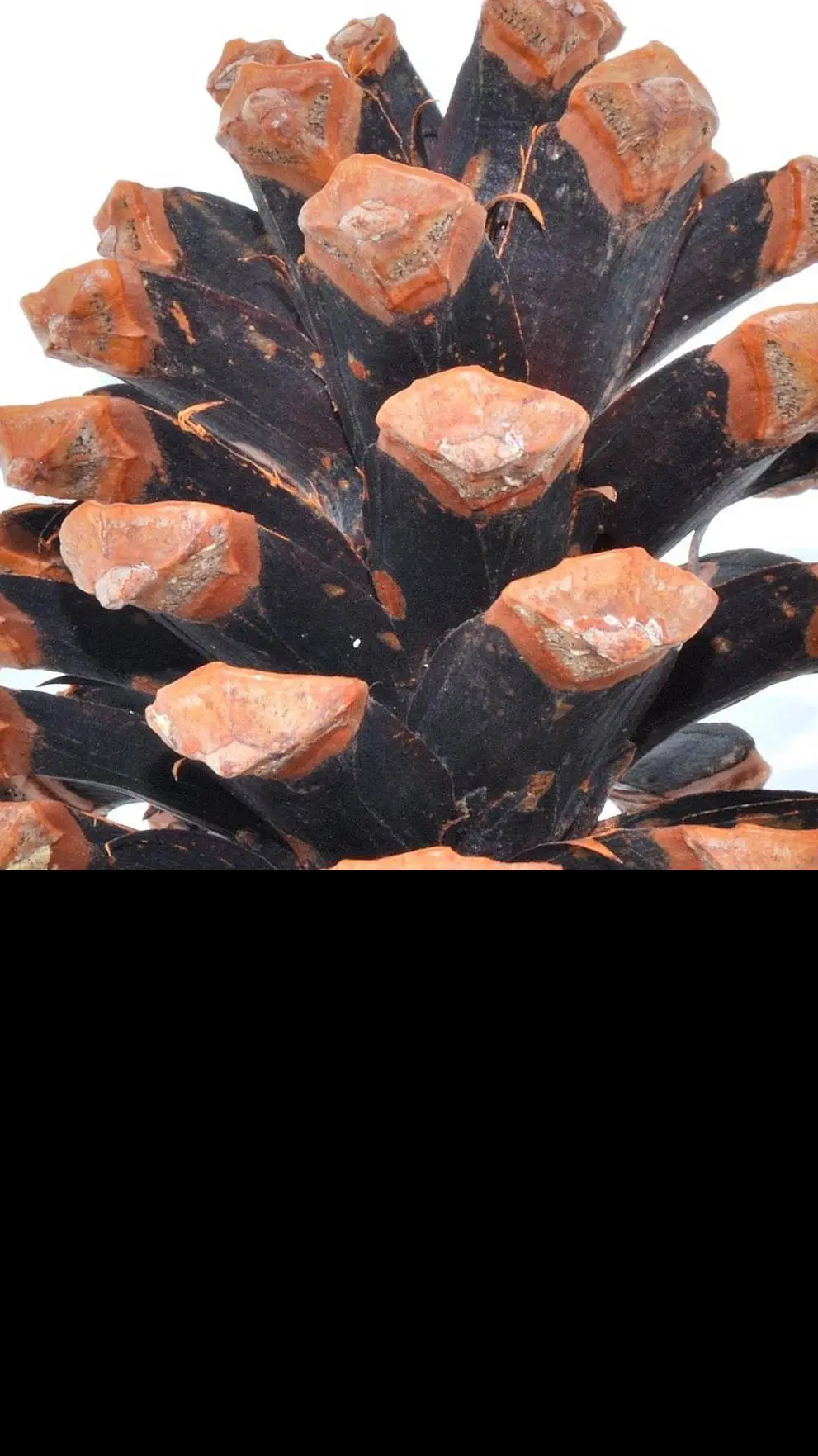 ai character: join today background