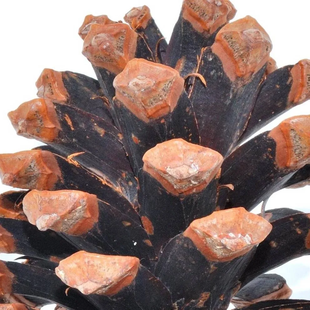 chat with ai character: join today