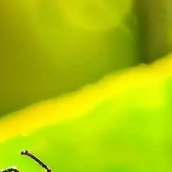 chat with ai character: 🐜hormigael🐜