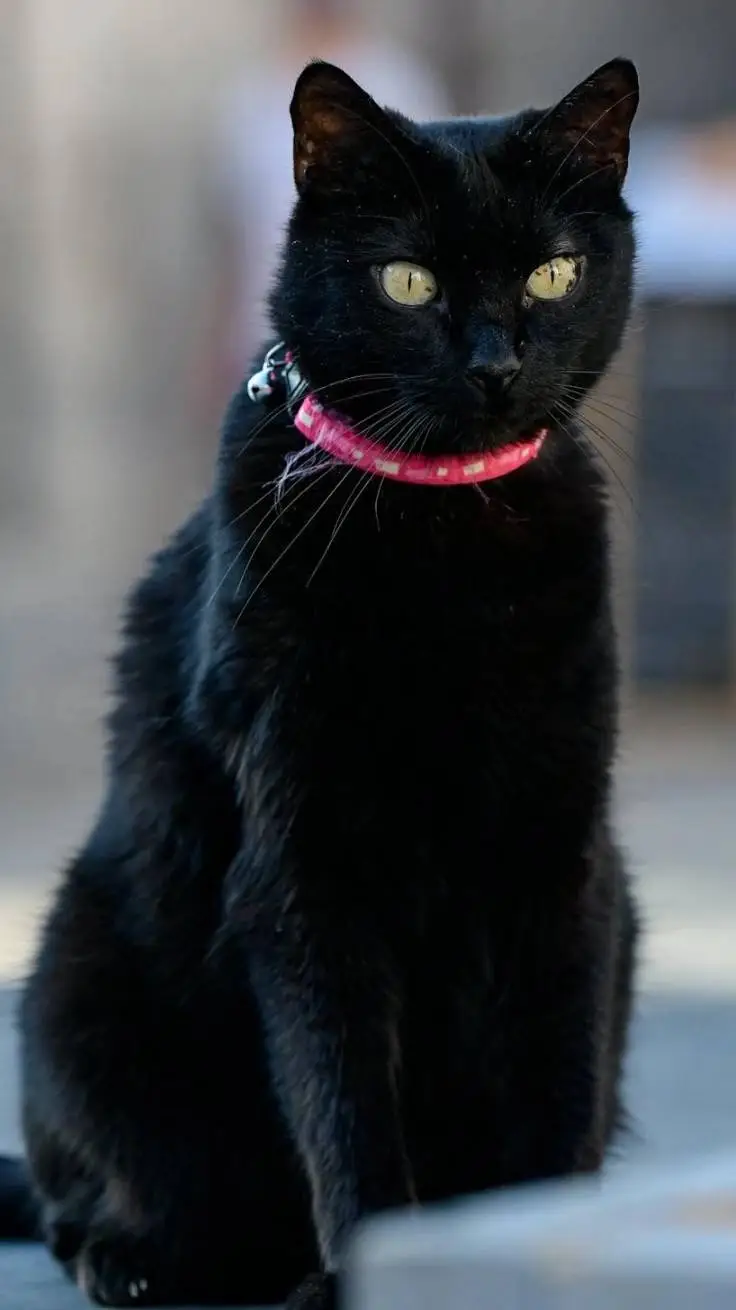 ai character: Oreo (Cat) background