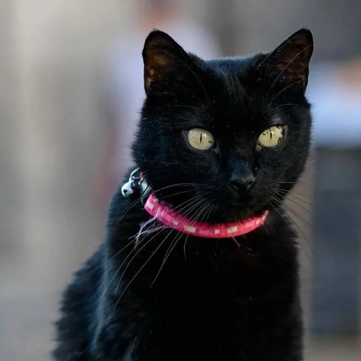 chat with ai character: Oreo (Cat)